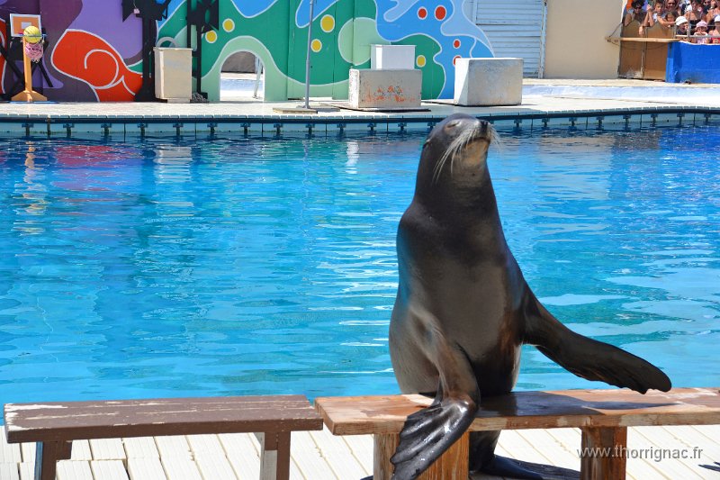Marineland aout 2014 59.JPG - Marineland - Parc d'attractions aquatiques - Antibes - Août 2014
